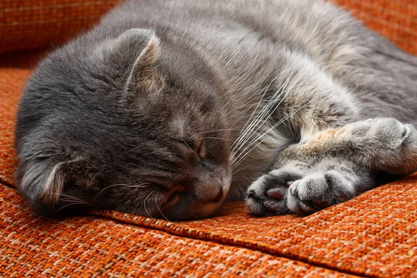 회색을 아름다운 갈색접는 고양이 유행하는 오후에 — 스톡 사진