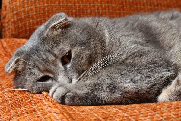회색을 아름다운 갈색접는 고양이 유행하는 게으름의 — 스톡 사진