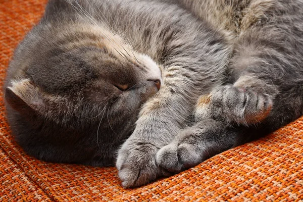 Beautiful Scottish Fold Cat Gray Color Fashionable Breed Sleeping Sweetly — Stock Photo, Image