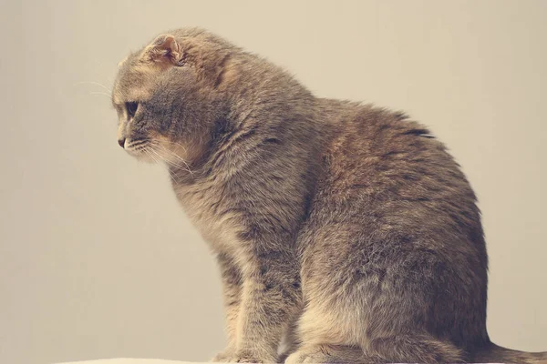 Gato Bonito Inteligente Raça Prega Escocesa Fundo Cinza Tonificado — Fotografia de Stock