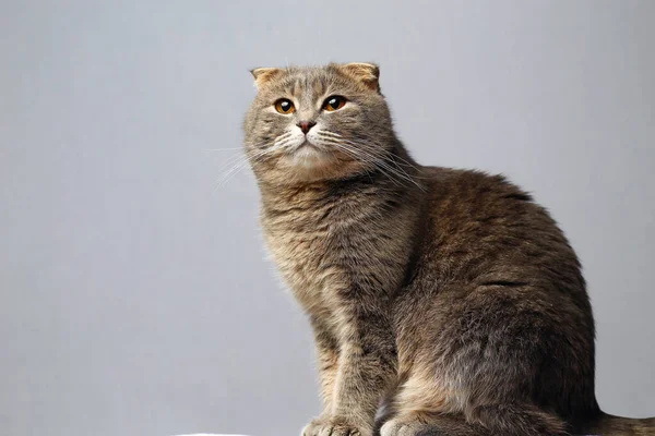 Gato Bonito Inteligente Raça Prega Escocesa Fundo Cinza Tonificado — Fotografia de Stock