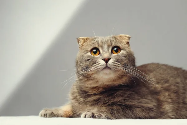 Vacker Och Smart Katt Den Skotska Veck Skapa Grå Bakgrund — Stockfoto