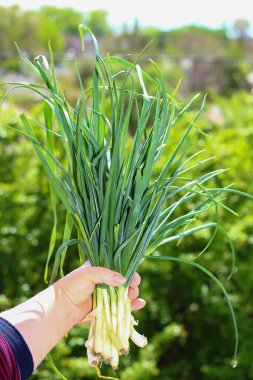 Bir çiftçinin elinde kocaman yeşil bir demet taze soğan. Düzgün beslenme, sağlıklı beslenme, sağlıklı yemek. Soğuk ve bulaşıcı hastalıkları önleme. Yaşam biçimi