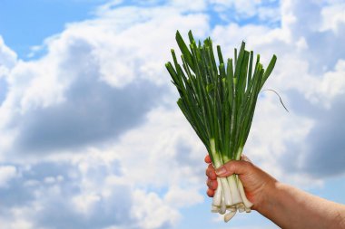 Bir çiftçinin elinde kocaman yeşil bir demet taze soğan. Düzgün beslenme, sağlıklı beslenme, sağlıklı yemek. Soğuk ve bulaşıcı hastalıkları önleme. Yaşam biçimi