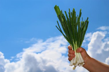 Bir çiftçinin elinde kocaman yeşil bir demet taze soğan. Düzgün beslenme, sağlıklı beslenme, sağlıklı yemek. Soğuk ve bulaşıcı hastalıkları önleme. Yaşam biçimi