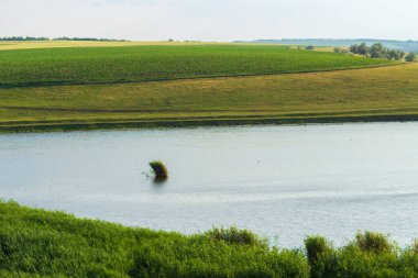 Tepedeki yeşil tarlalar.