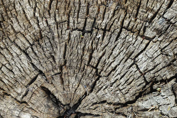 Texturschnitt Eines Baumes Auf Einem Baumstumpf Hintergrund — Stockfoto
