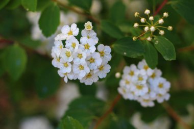 Bahçedeki çalı ağacı Tropikal bitki kesme yolu ile