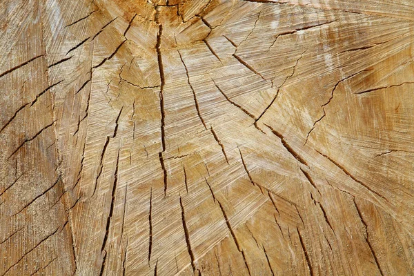 Baumscheiben Baumstumpf Textur Mit Jahren Ringe — Stockfoto