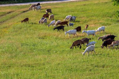 Bir çayırda otlayan keçi sürüsü