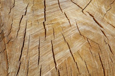 Yıllık halkalarla ağaç gövdesi dokusu