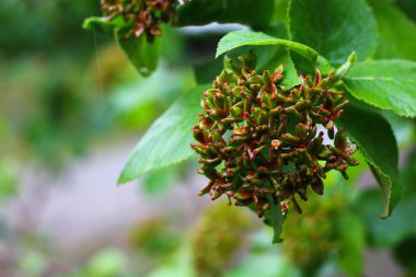 Bahçedeki çalı ağacı Tropikal bitki kesme yolu ile