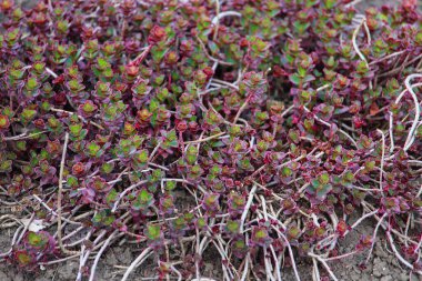 Bahçedeki çiçek tarhında güzel bahar süslemeleri