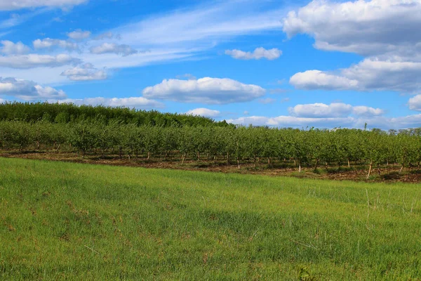 Landschaftlich Schöne Landschaft Der Grünen Hügellandschaft Frühling — Stockfoto