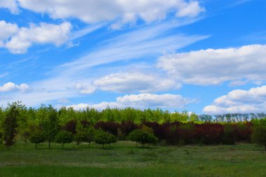 Dekoratif ağaçları olan güzel yeşil bahar manzarası