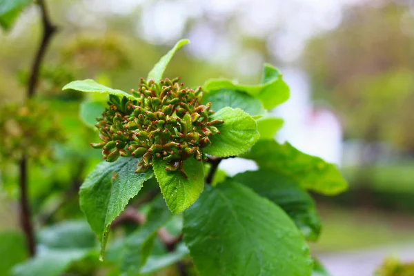 Blume Strauch Baum Garten Tropische Pflanze Mit Schneideweg — Stockfoto