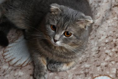 Çok güzel, tombul, tüylü, gri İskoç kedisi yatakta dinleniyor..