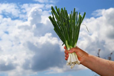 Bir çiftçinin elinde kocaman yeşil bir demet taze soğan. Düzgün beslenme, sağlıklı beslenme, sağlıklı yemek. Soğuk ve bulaşıcı hastalıkları önleme. Yaşam biçimi