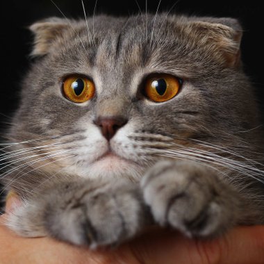 Güzel tombul İskoç kedinin yakın plan portresi.