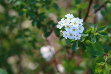 Bahçedeki çalı ağacı Tropikal bitki kesme yolu ile