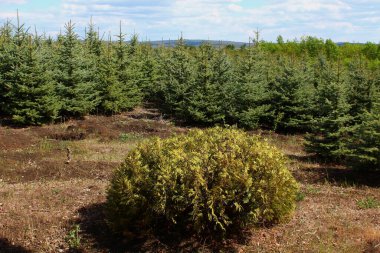 Yeni yılı ya da Noel 'i süsleyecek genç kozalaklı ladin fidanlığı
