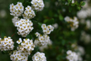 Bahçedeki çalı ağacı Tropikal bitki kesme yolu ile