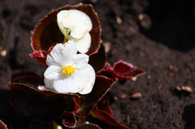 Baharda bahçede güzel çiçekler..