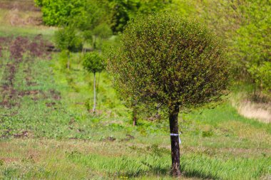 Dekoratif ağaçları olan güzel yeşil bahar manzarası