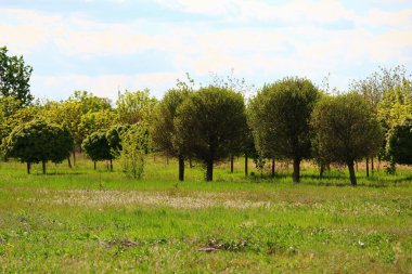 Dekoratif ağaçları olan güzel yeşil bahar manzarası