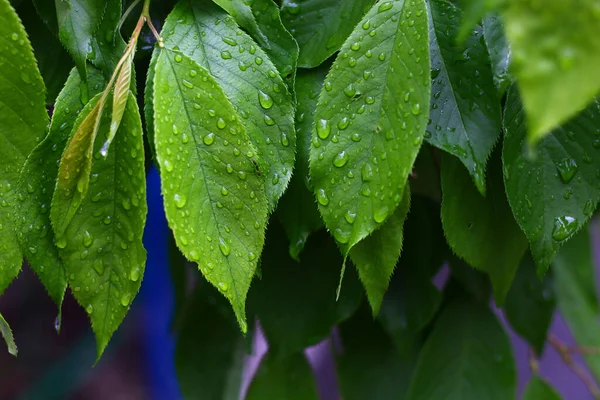 Blätter Nach Regen Einem Bewölkten Tag Frischer Hintergrund — Stockfoto