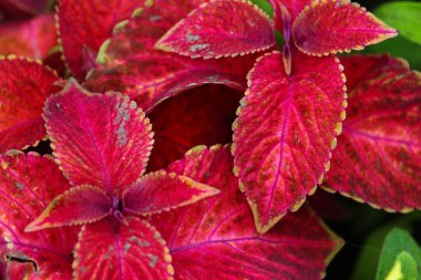 Bulanık koleus yapraklarıyla seçici odaklanma. Metin için güzel bir yer.