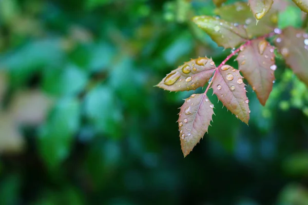 Folhas Depois Chuva Dia Nublado Fundo Fresco — Fotografia de Stock