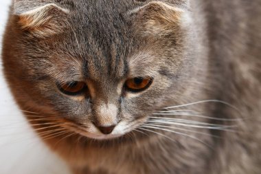 Güzel tombul İskoç kedinin yakın plan portresi.