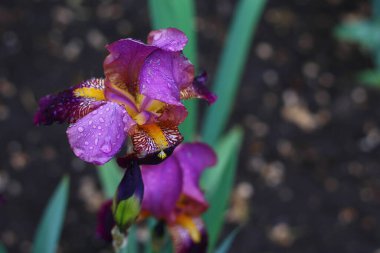Kentsel manzara tasarımında yaygın olan çok güzel bir iris çiçeği. Arkaplan