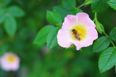 Gül kalça bir çiçek arı. Doğa arkaplanı