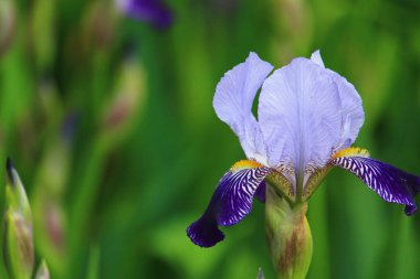 Kentsel manzara tasarımında yaygın olan çok güzel bir iris çiçeği. Arkaplan