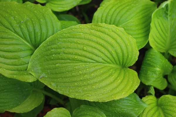 Hermosas Hojas Verdes Frescas Una Planta Ornamental Después Lluvia Parque —  Fotos de Stock