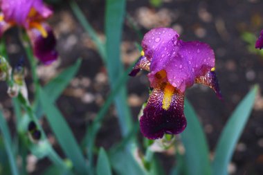 Kentsel manzara tasarımında yaygın olan çok güzel bir iris çiçeği. Arkaplan