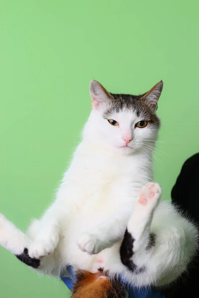 かわいい白い猫は家の壁の薄い緑の背景にその所有者の腕の中に座っています — ストック写真