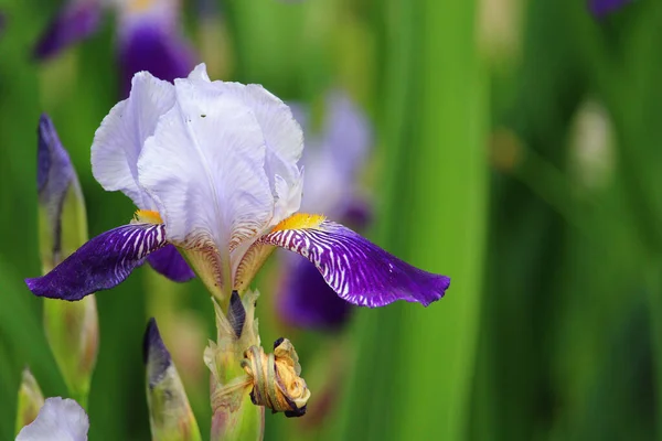 Kentsel Manzara Tasarımında Yaygın Olan Çok Güzel Bir Iris Çiçeği — Stok fotoğraf