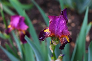 Kentsel manzara tasarımında yaygın olan çok güzel bir iris çiçeği. Arkaplan