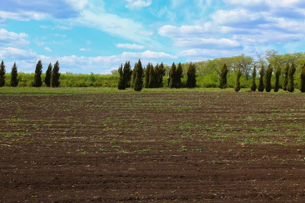 Thuja Der Landschaft Anbau Für Die Landschaftspflege Und Dekoration Der — Stockfoto