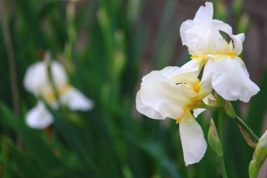 Kentsel manzara tasarımında yaygın olan çok güzel bir iris çiçeği. Arkaplan