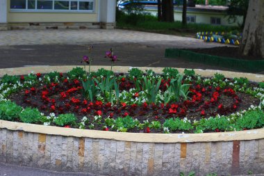 Yaz parkında güzel, büyük bir çiçek tarlası. Arkaplan