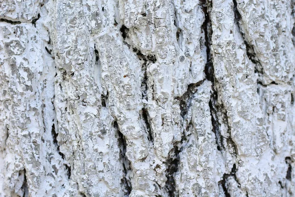 粉刷树皮以防止昆虫寄生 背景特写 — 图库照片