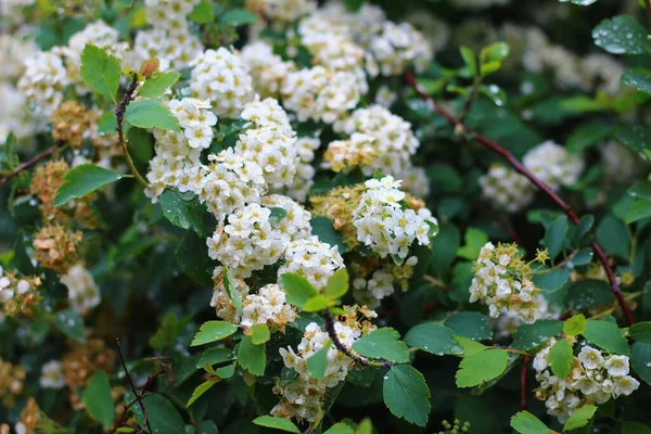 Bush Mit Weißen Blumen Einem Sommerpark Nach Regen Hintergrund — Stockfoto