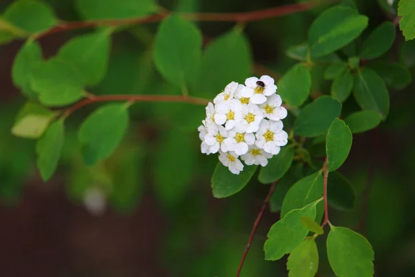 Bush Avec Des Fleurs Blanches Dans Parc Été Contexte — Photo