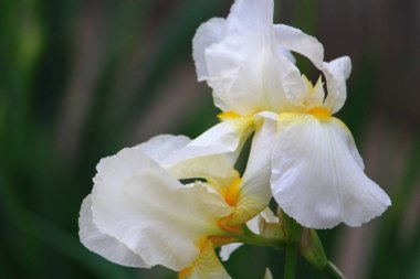 Kentsel manzara tasarımında yaygın olan çok güzel bir iris çiçeği. Arkaplan