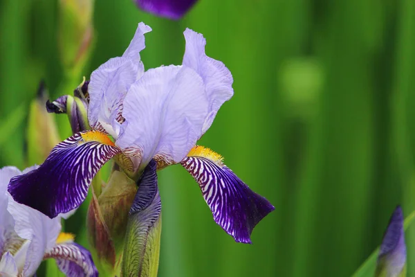 Fiore Iride Molto Bello Comune Nella Progettazione Del Paesaggio Urbano — Foto Stock