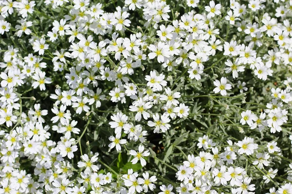Very Beautiful Small White Flowers Urban Flowerbed Good Landscape Design — Stock Photo, Image